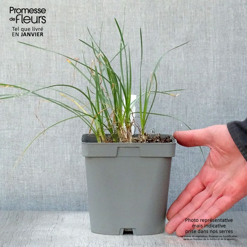 Example of Tulbaghia violacea Ashanti Pot van 2 l/3 l as you get in hiver