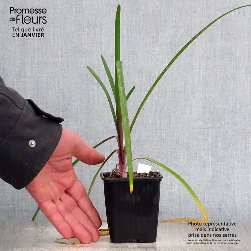 Example of Tulbaghia violacea Kilimanjaro Kweekpotje van 8/9 cm as you get in hiver