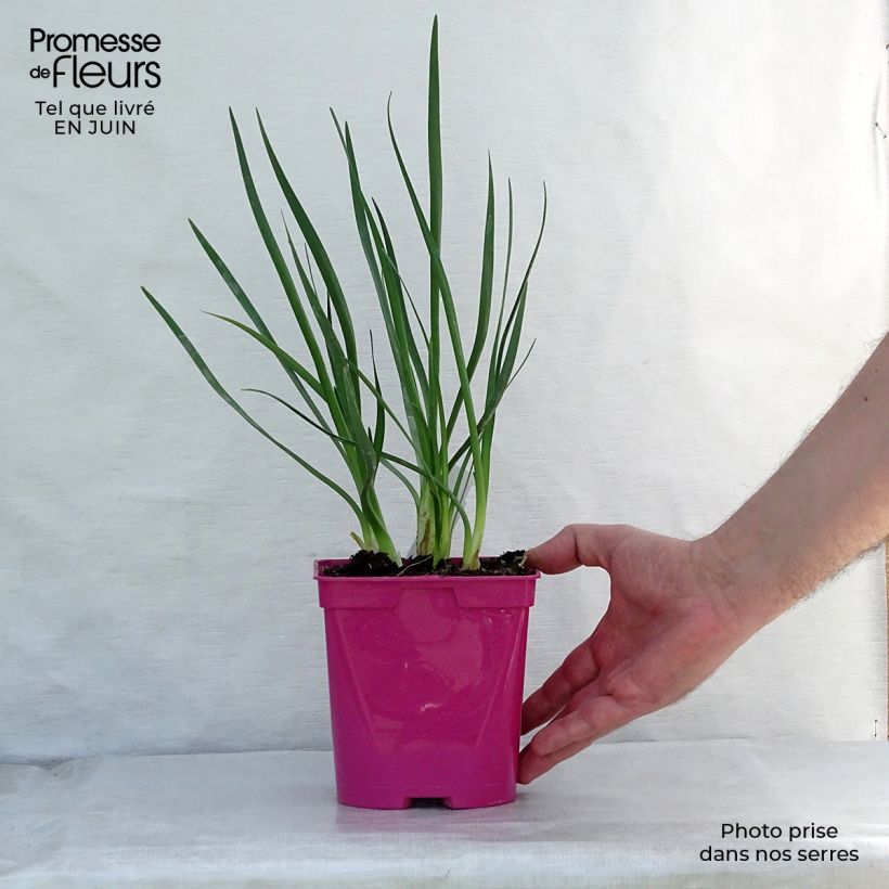 Exemplaar van Tulbaghia violacea Pearl - Kaapse knoflook Pot van 2 l/3 l zoals geleverd in de zomer