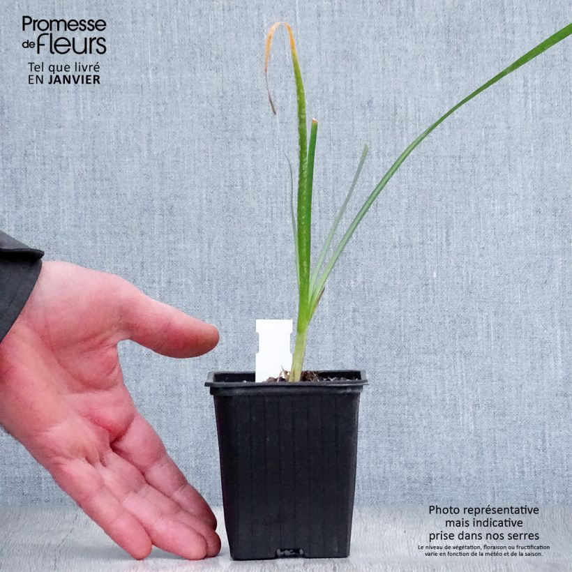 Example of Tulbaghia violacea Pearl - Tulbaghie Kweekpotje van 8/9 cm as you get in hiver