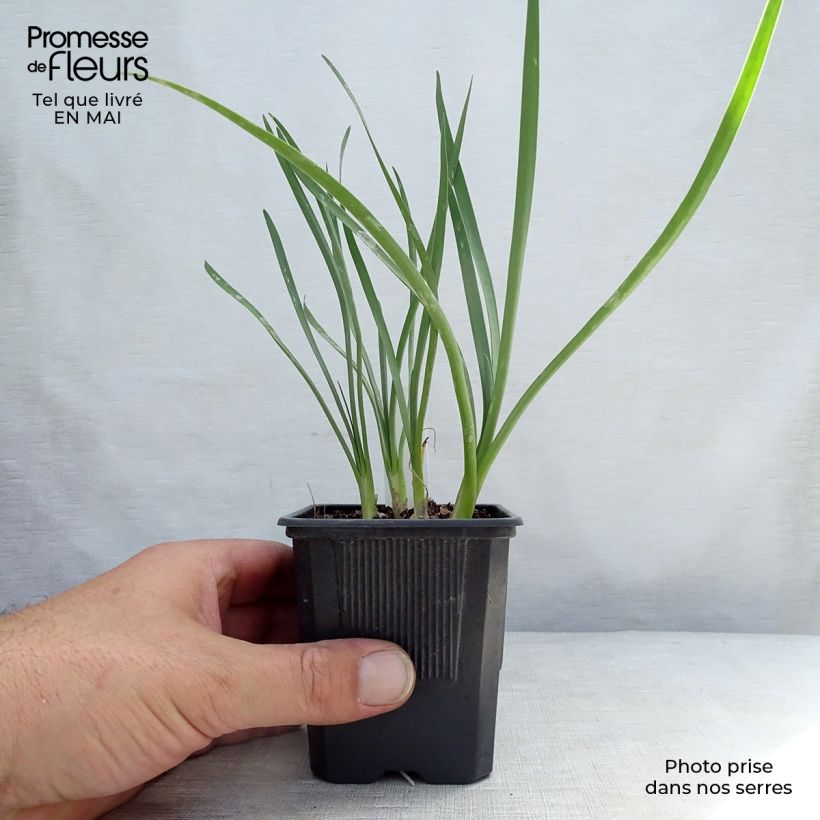 Exemplaar van Tulbaghia violacea Pearl - Kaapse knoflook Kweekpotje van 8/9 cm zoals geleverd in de lente