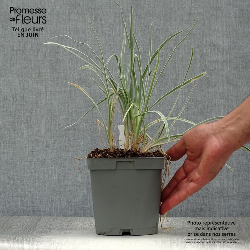 Exemplaar van Tulbaghia violacea Silver Lace - Kaapse knoflook Pot van 2 l/3 l kaliber I zoals geleverd in de zomer