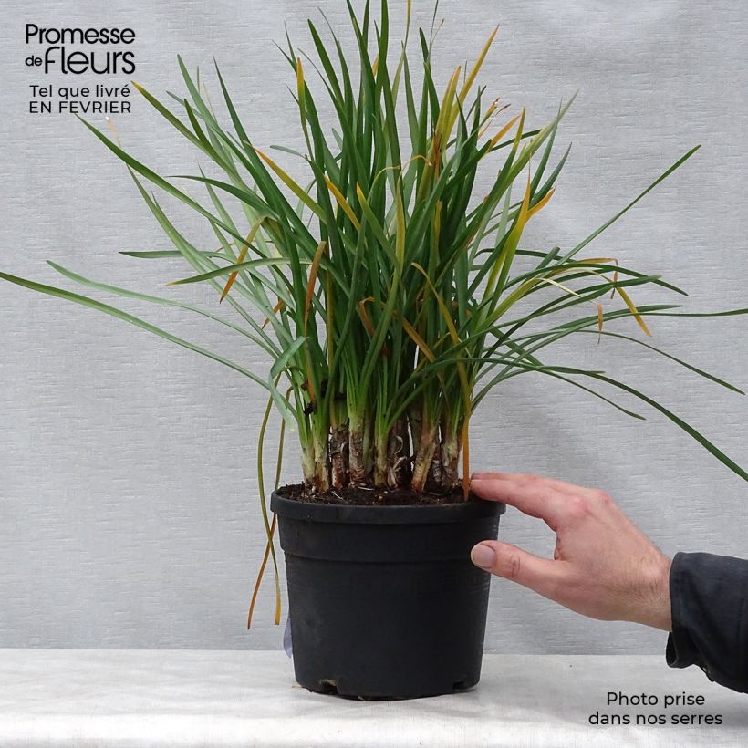 Example of Tulbaghia violacea - Kaapse knoflook Pot van 2 l/3 l as you get in hiver