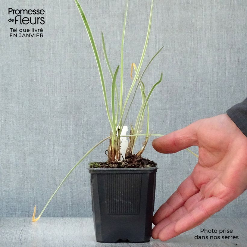 Example of Tulbaghia violacea Silver Lace - Thulbaghie Kweekpotje van 8/9 cm as you get in hiver