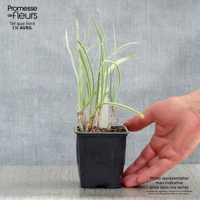 Exemplaar van Tulbaghia violacea Silver Lace - Kaapse knoflook Kweekpotje van 8/9 cm zoals geleverd in de lente