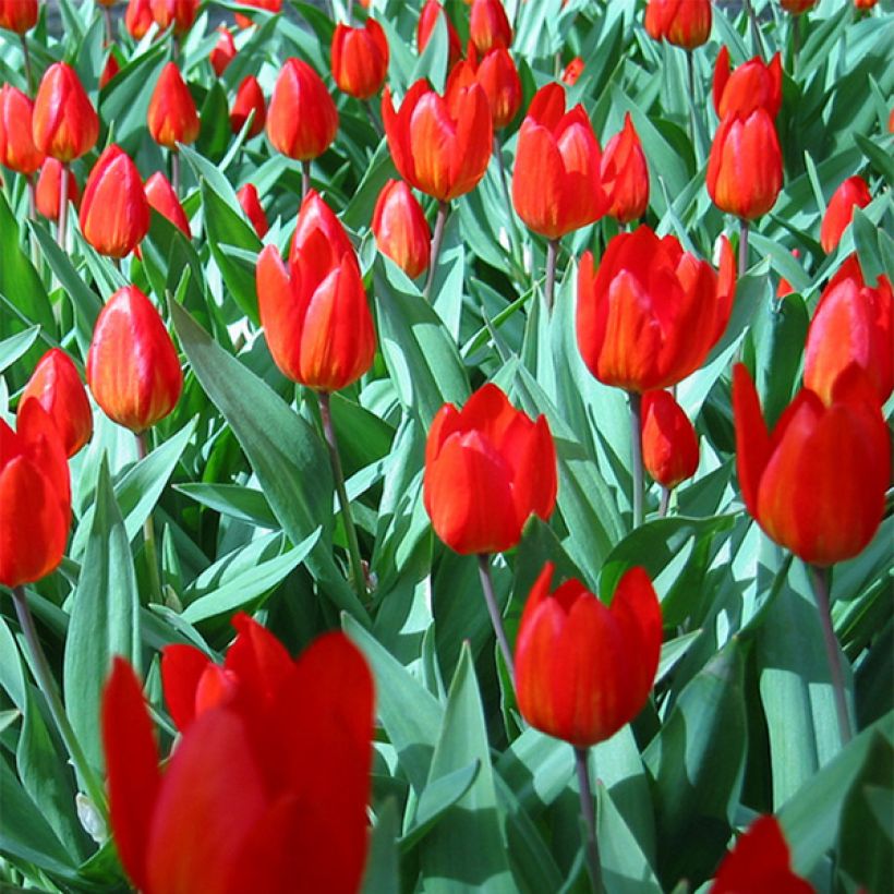 Tulipa praestans Fusilier (Bloei)
