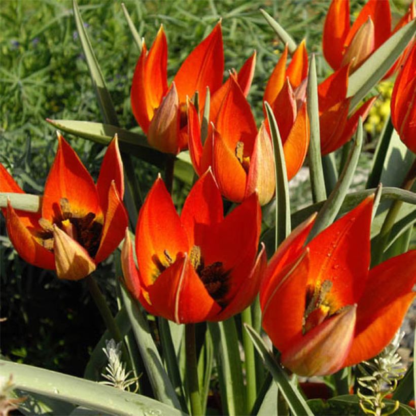 Tulipa whittallii - Botanische tulp (Bloei)