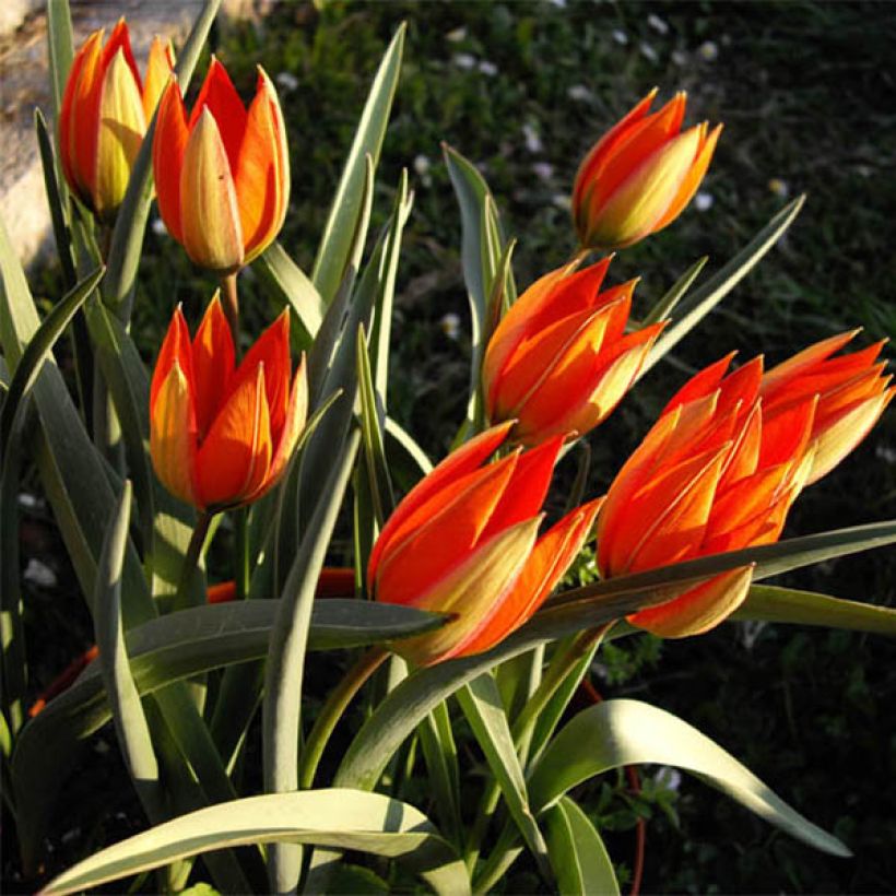 Tulipa whittallii - Botanische tulp (Groeiplaats)