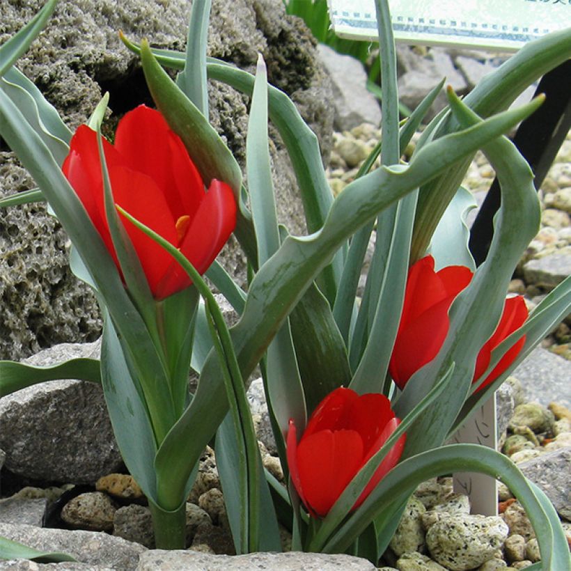 Tulipa wilsoniana - Botanische tulp (Bloei)