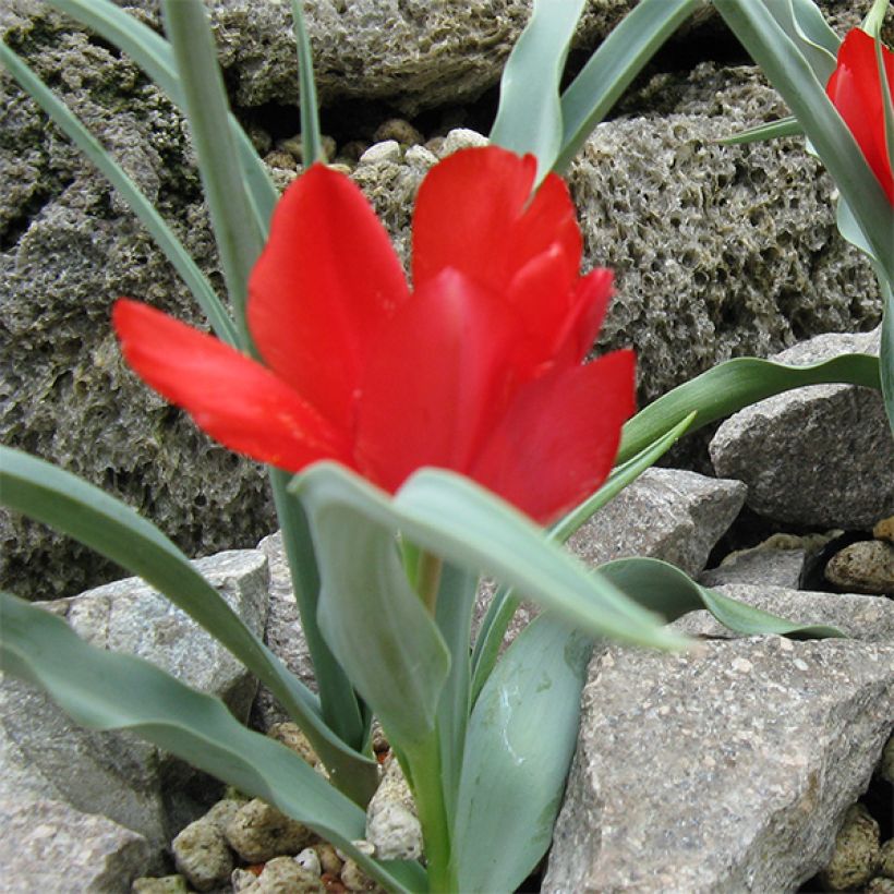 Tulipa wilsoniana - Botanische tulp (Groeiplaats)