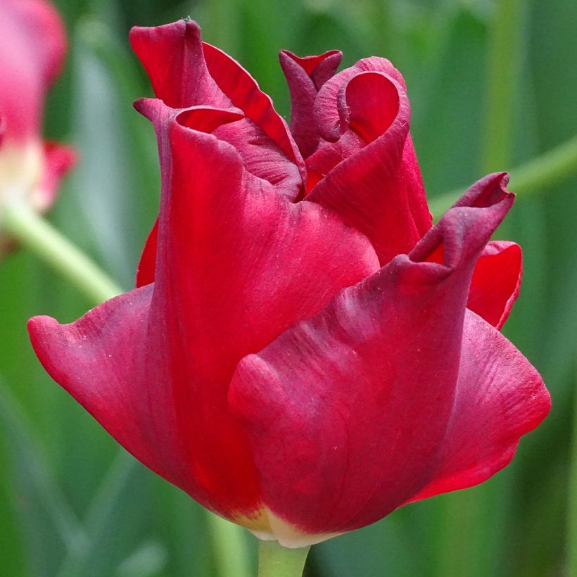 Tulipa Red Dress - Coronet‑tulp (Bloei)