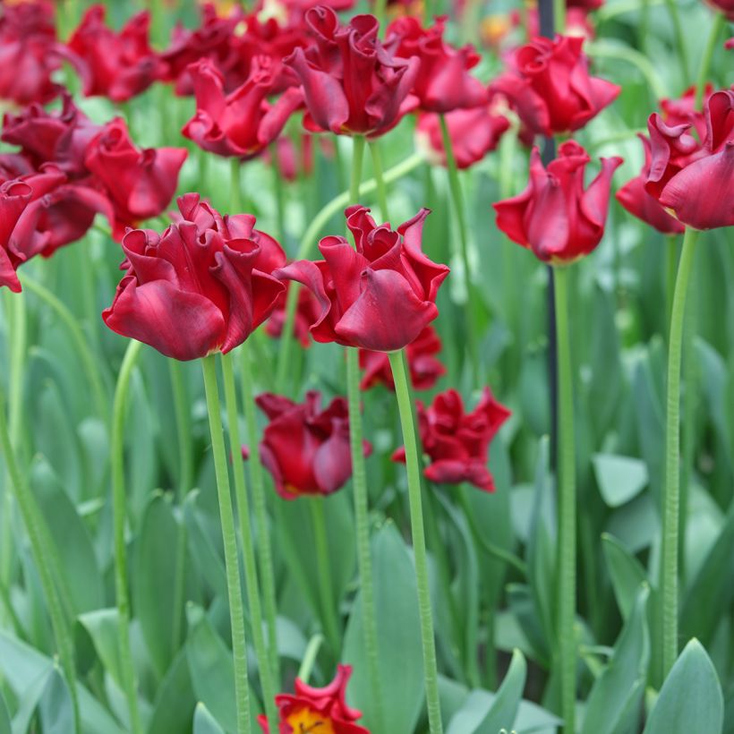 Tulipa Red Dress - Coronet‑tulp (Groeiplaats)
