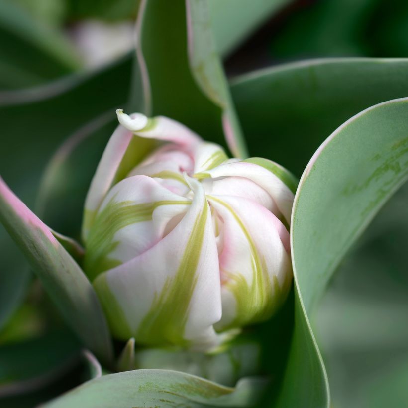 Tulipa Flashpoint - Dubbele vroege tulp (Bloei)