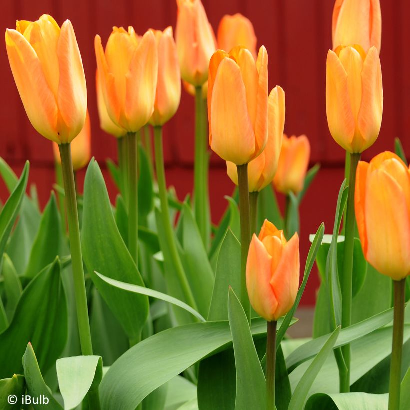 Tulipa Generaal De Wet - Vroegbloeiende enkele tulp (Groeiplaats)