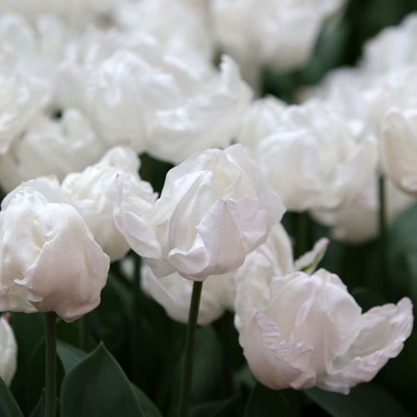 Tulipe Triumph Rejoyce =- Triumphtulp (Bloei)