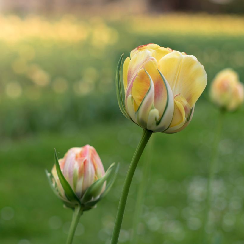 Tulipa viridiflora Golden Artist - Viridiflora tulp (Bloei)