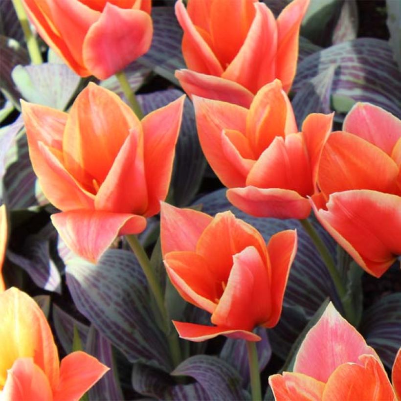 Tulipa greigii Corsage - Greigii‑tulp (Bloei)