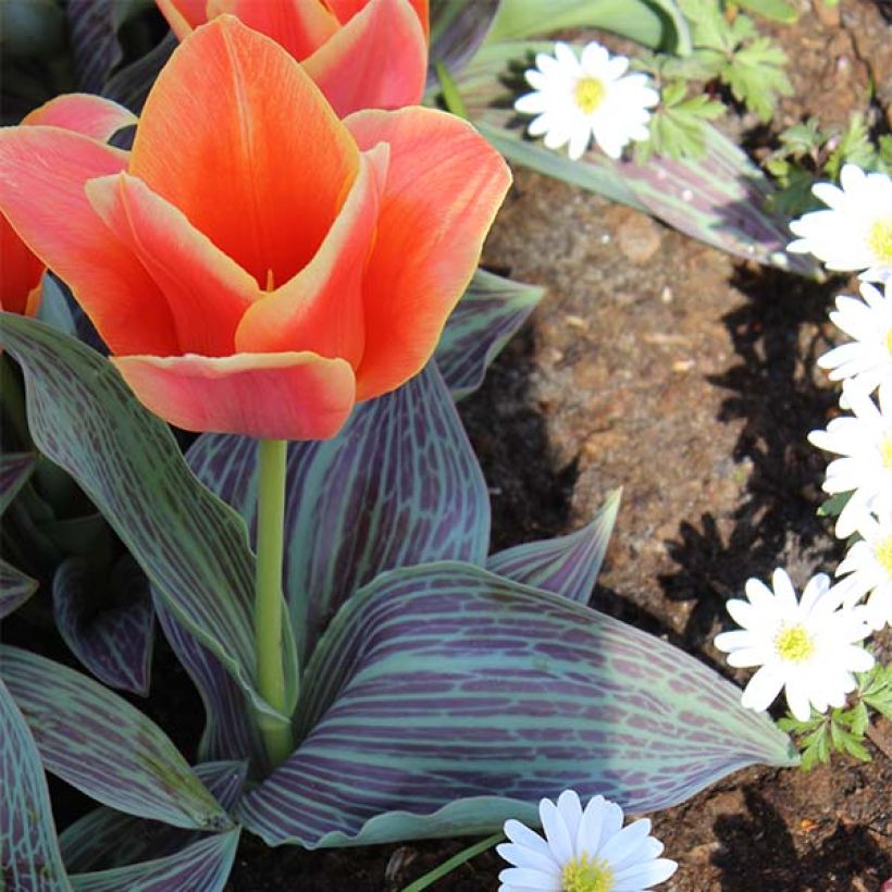 Tulipa greigii Corsage - Greigii‑tulp (Groeiplaats)