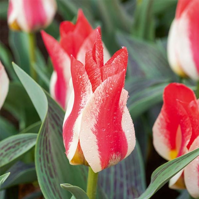 Tulipa greigii Plaisir - Greigii‑tulp (Bloei)