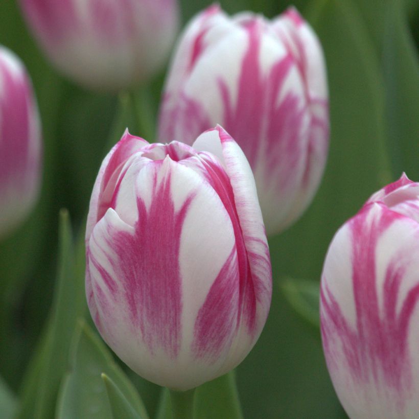 Tulipe Triumph Caramba - Triumphtulp (Bloei)