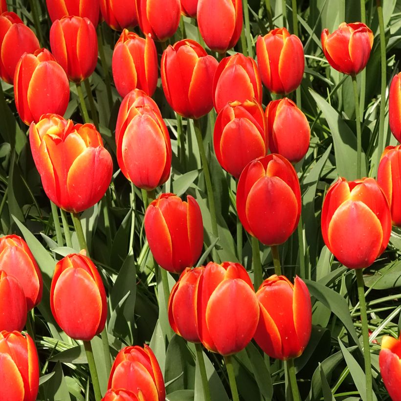 Tulipa Darwin World's Favourite - Darwintulp (Groeiplaats)