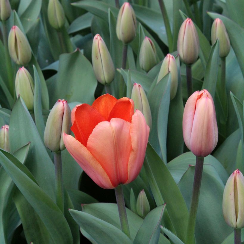 Tulipa Darwin Apricot Impression - Darwintulp (Bloei)