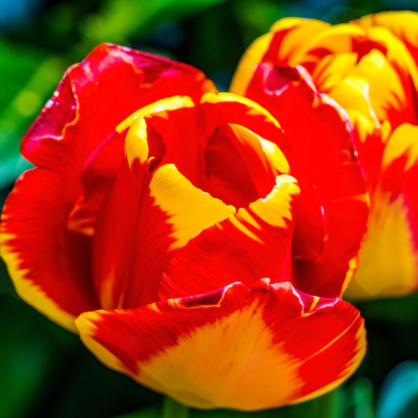 Tulipa Darwin Banja Luka - Darwin tulp (Bloei)