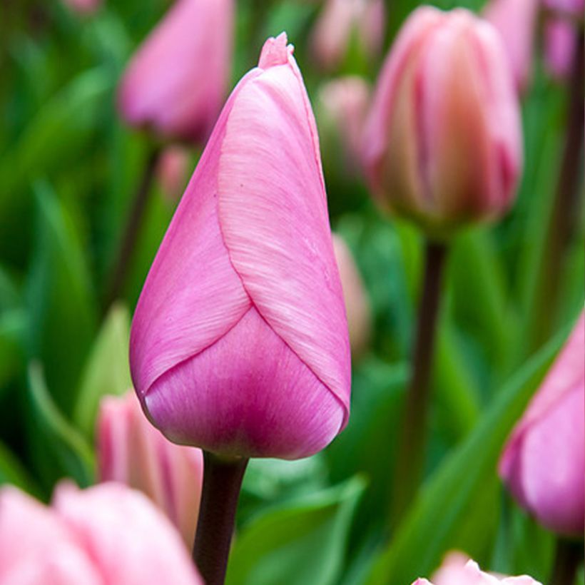 Tulipa Darwin Big Love - Darwintulp (Bloei)