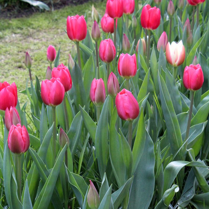 Tulipa Darwin Cherry Delight - Darwintulp (Groeiplaats)