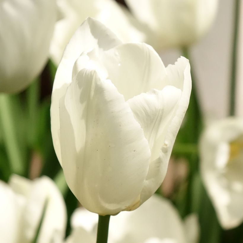 Tulipa Darwin Hakuun - Darwintulp (Bloei)