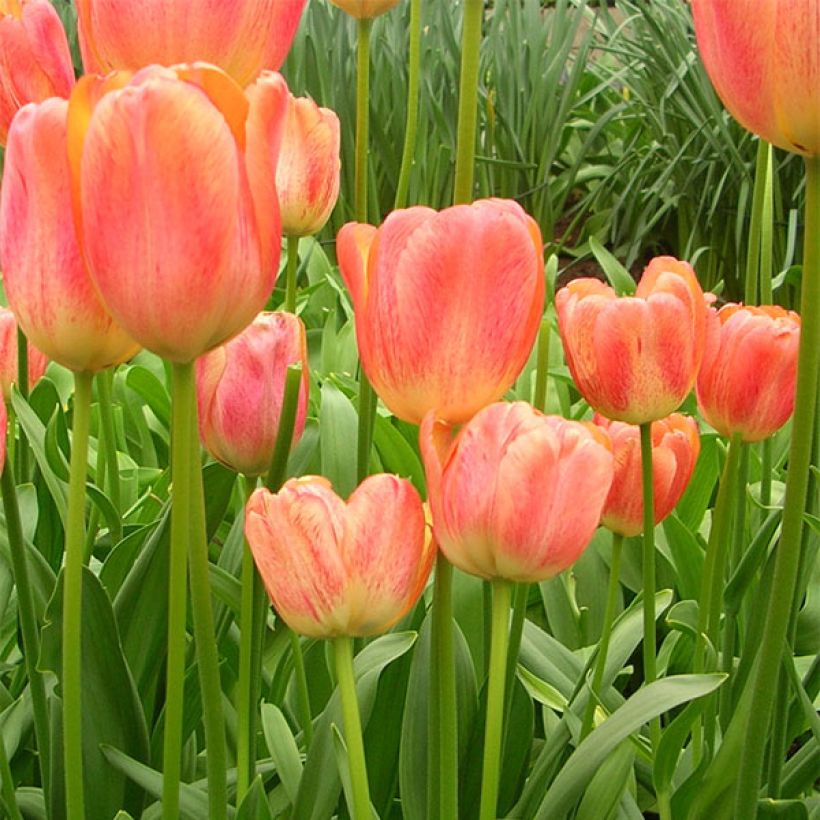 Tulipa Darwin Tequila Sunrise - Darwintulp (Bloei)