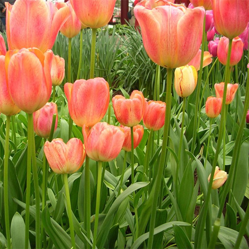 Tulipa Darwin Tequila Sunrise - Darwintulp (Groeiplaats)