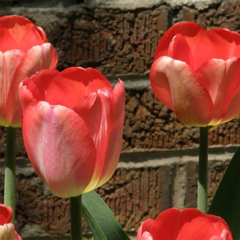 Tulipa Darwin Big Chief - Darwintulp (Bloei)