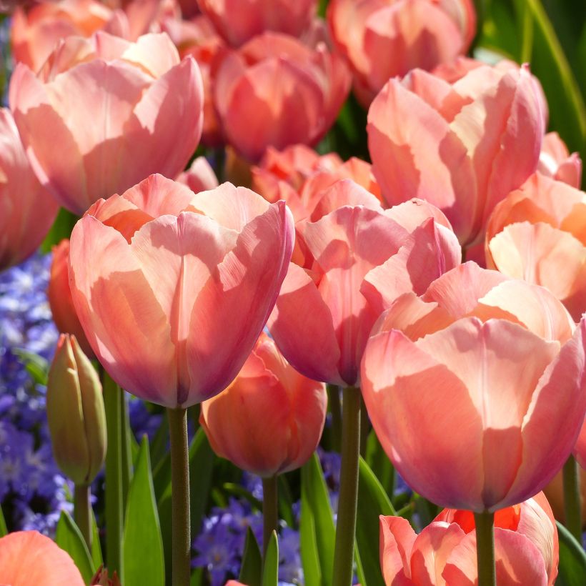 Tulipa Darwin Mystic Van Eijk - Darwintulp (Bloei)