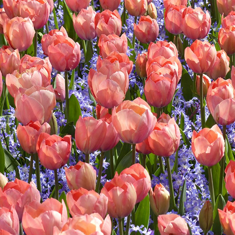 Tulipa Darwin Mystic Van Eijk - Darwintulp (Groeiplaats)