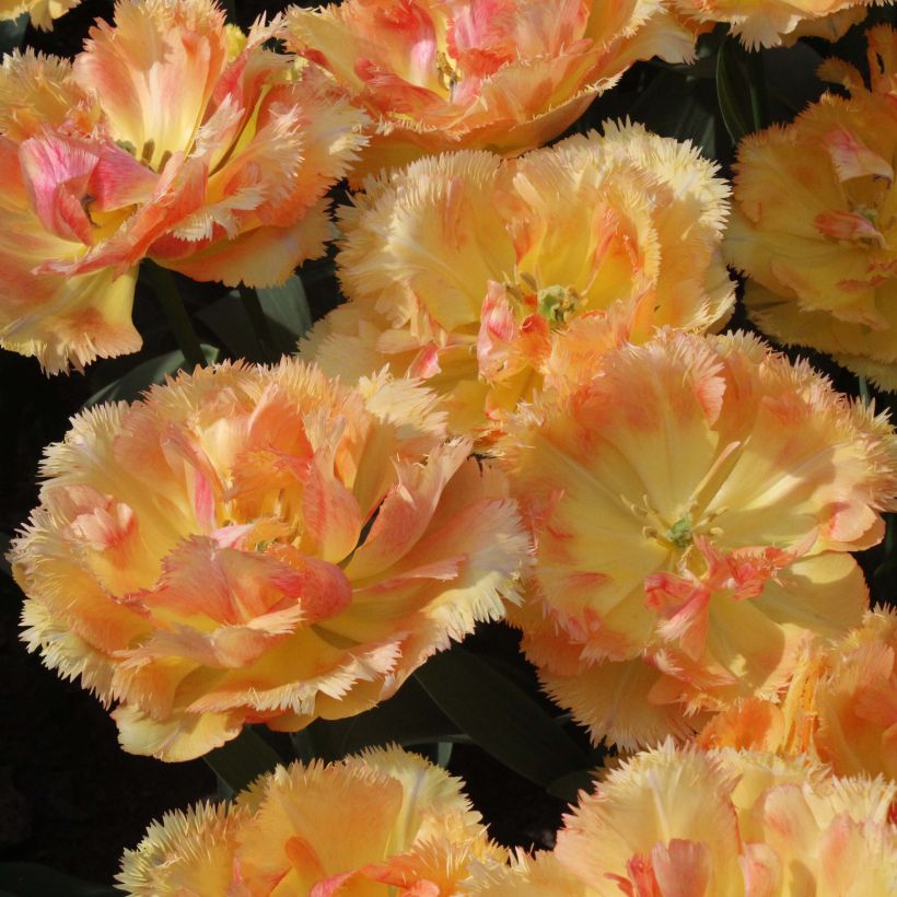 Tulipa crispa Vaya Con Dios - Gefranjerde tulp (Bloei)