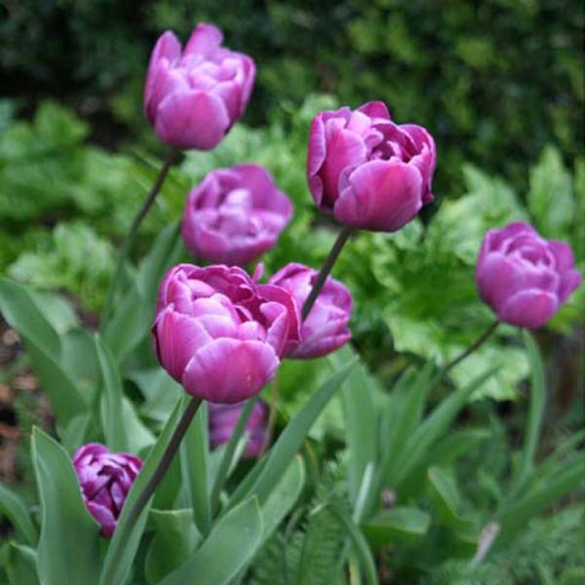 Tulipa Blue Diamond - Dubbele late tulp (Groeiplaats)