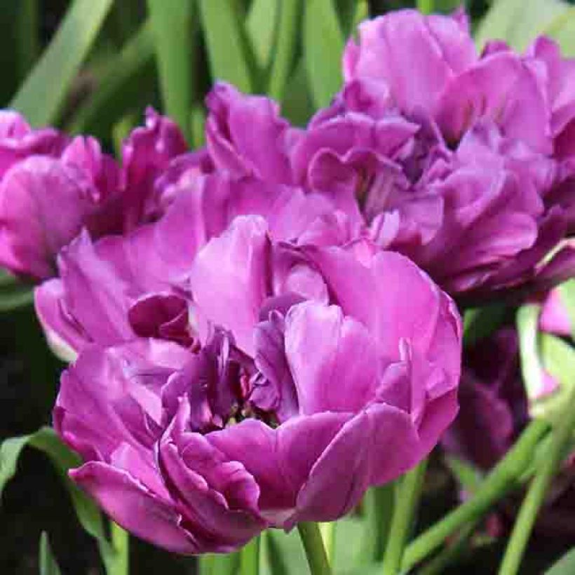 Tulipa Purple Pion - Dubbele vroege tulp (Bloei)
