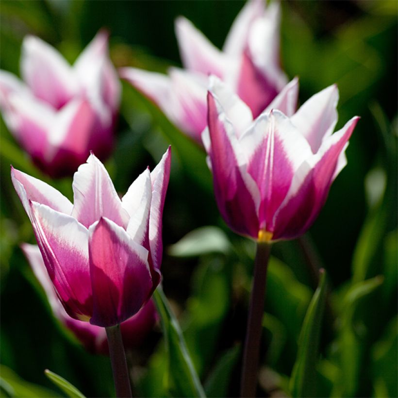 Tulipa Claudia - Leliebloemige tulp (Bloei)