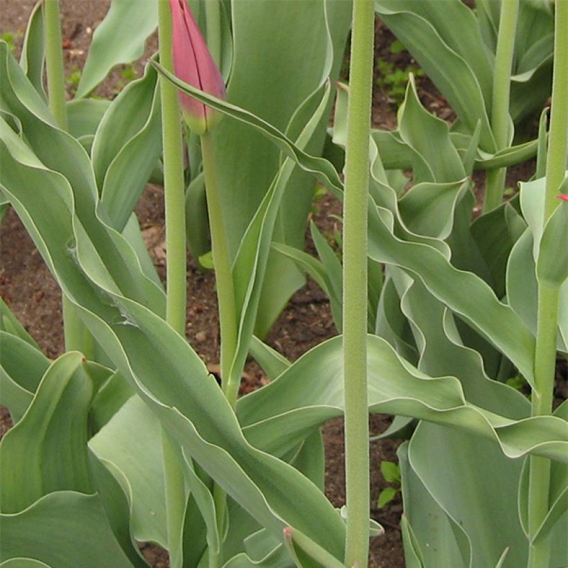 Tulipa Synaeda King - Leliebloemige tulp (Blad)