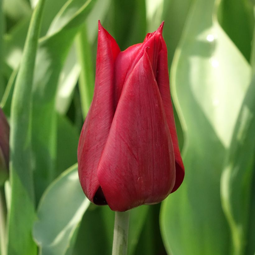 Tulipa Lasting Love - Leliebloemige tulp (Bloei)