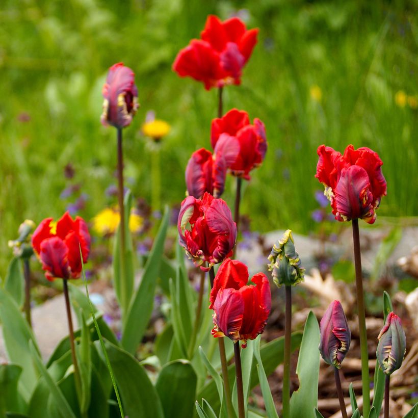 Tulipa Rococo - Papegaaitulp (Groeiplaats)