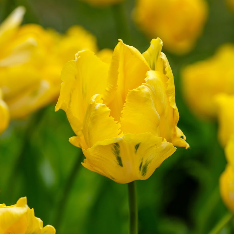 Tulipa Yellow Sun - Papegaaitulp (Bloei)
