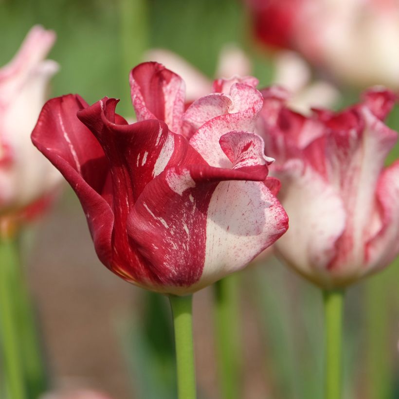 Tulipa Striped Crown - Triumphtulp (Bloei)