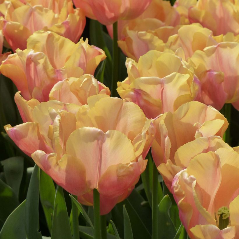 Tulipa Triumph Astronaut Andre Kuipers - Triumphtulp (Bloei)