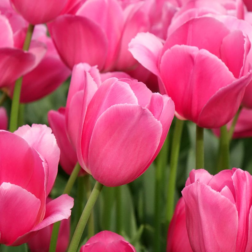 Tulipa Triumph Barcelona - Triumphtulp (Bloei)