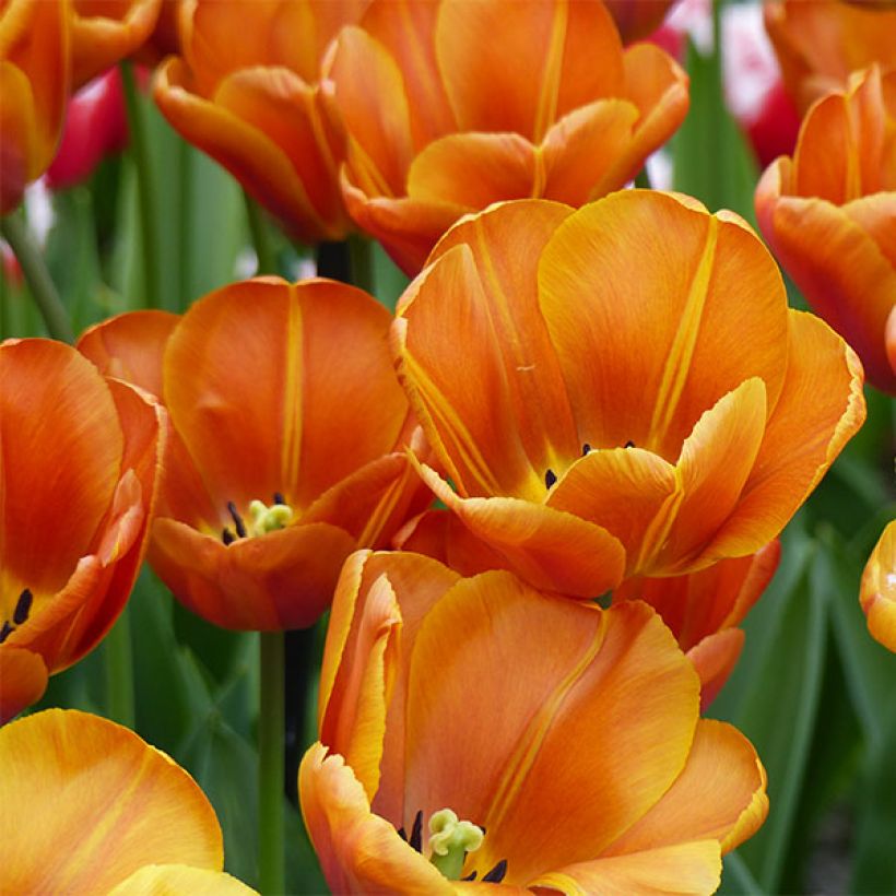 Tulipa Triumph Brown Sugar - Triumphtulp (Bloei)