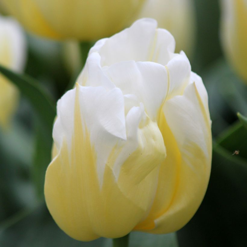 Tulipa Triumph Calgary Flames - Triumphtulp (Bloei)