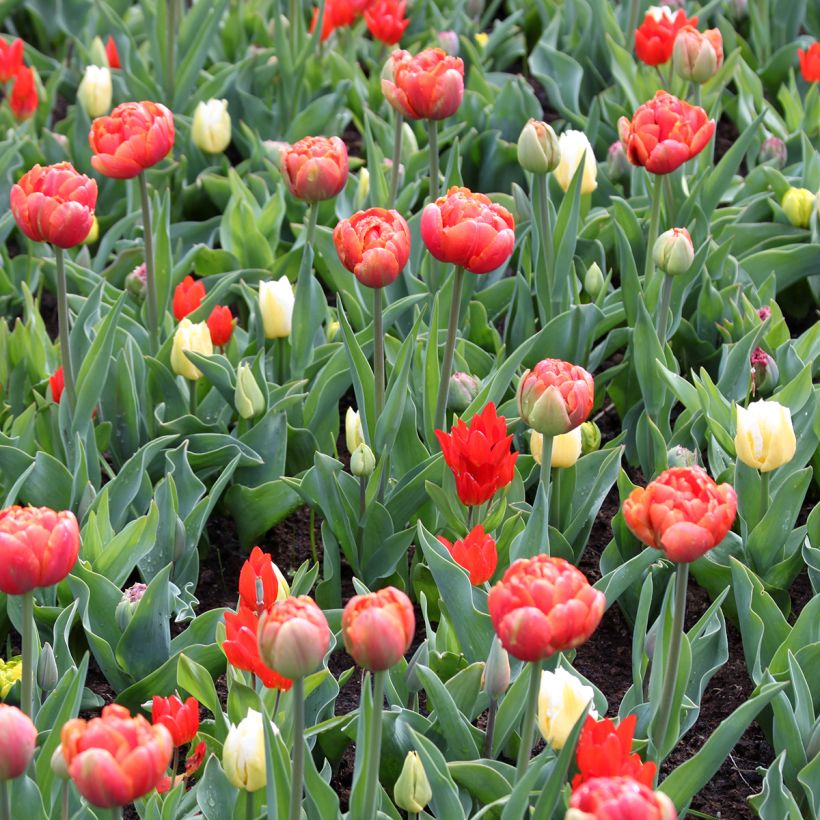 Tulipa Triumph Calgary Flames - Triumphtulp (Groeiplaats)