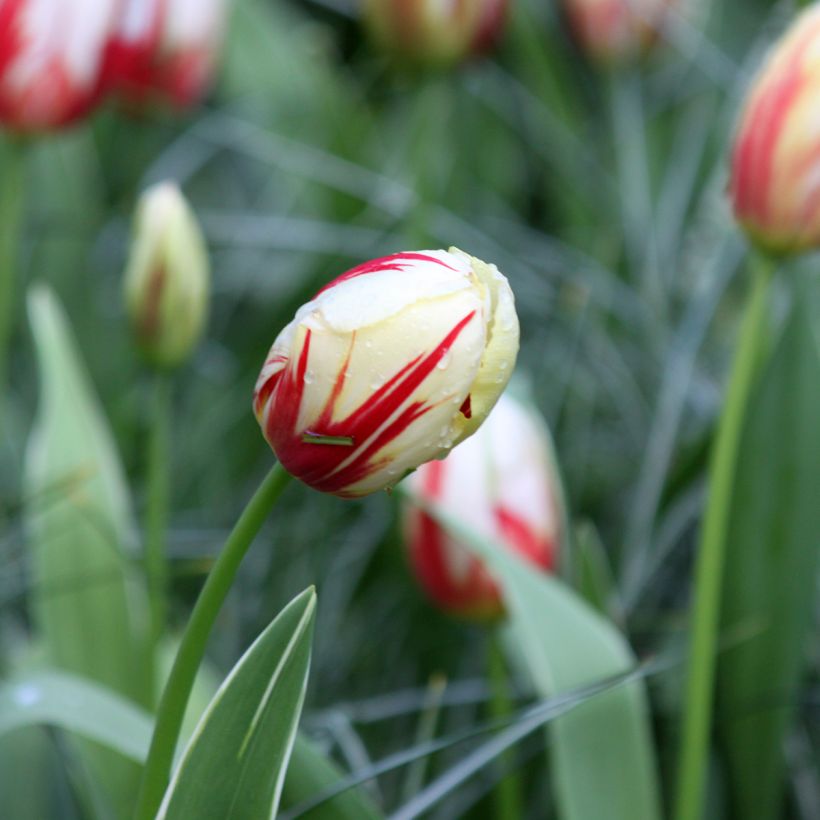 Tulipa Triumph Carnaval De Rio - Triumphtulp (Bloei)